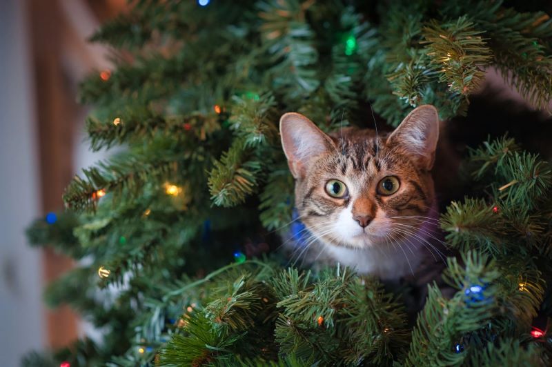 The Pros and Cons of Owning a Flocked Artificial Christmas Tree: Is It Right for You?
